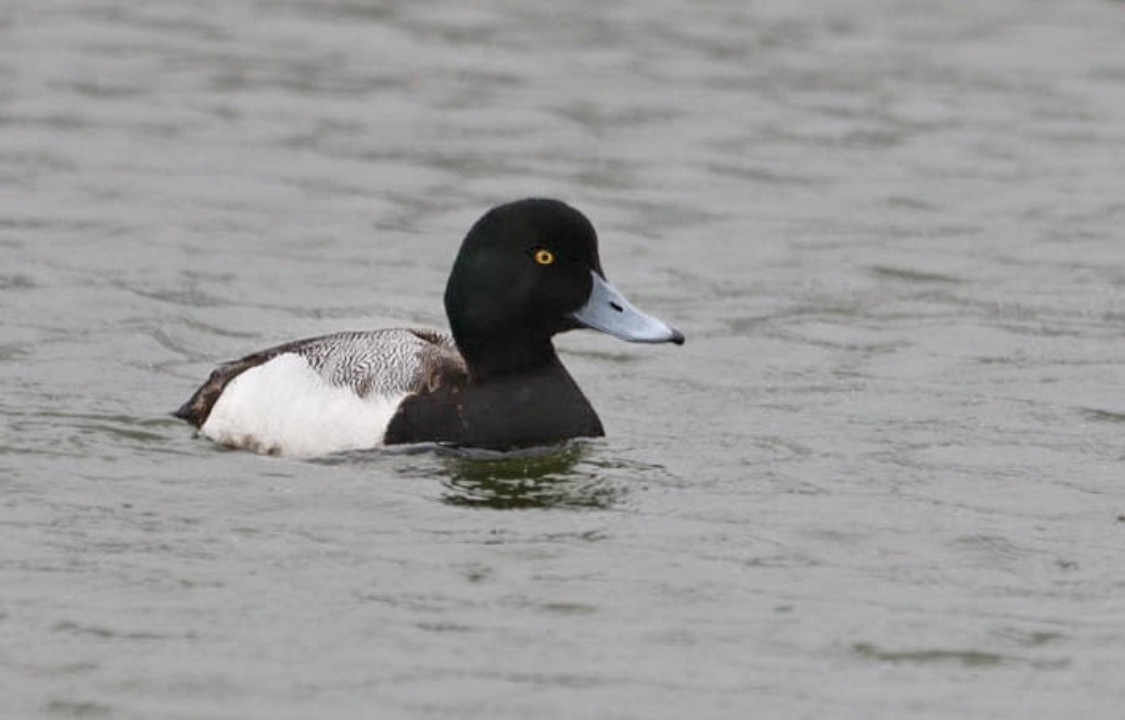 Greater Scaup - Cadeo Scott Schipper