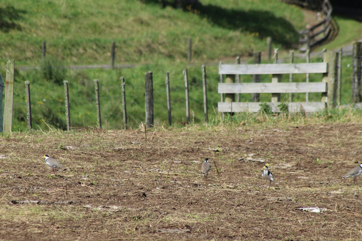 Masked Lapwing - ML544515991