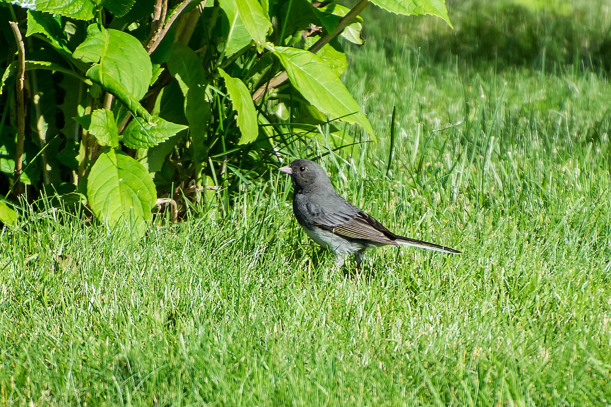 Dark-eyed Junco - Gerardo Serra