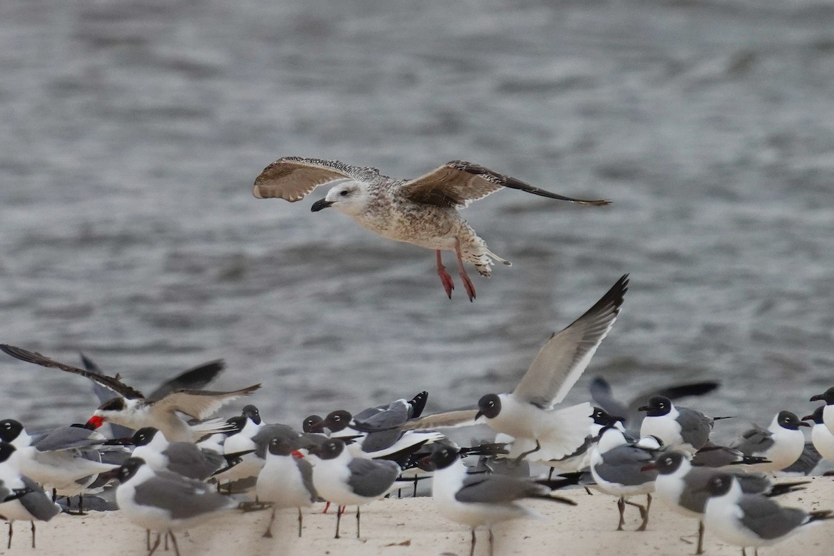 Great Black-backed Gull - ML544517051