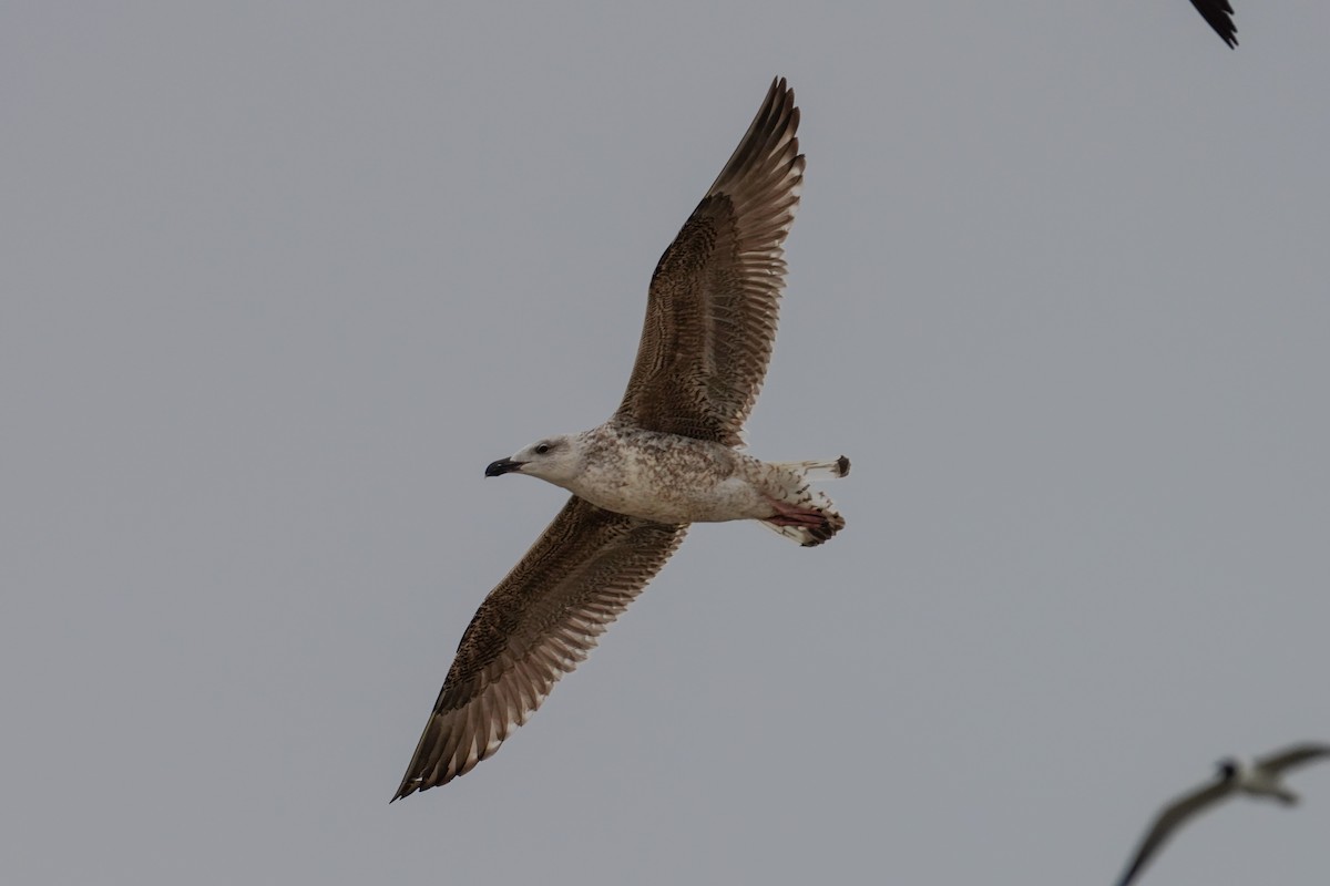 Great Black-backed Gull - ML544517121