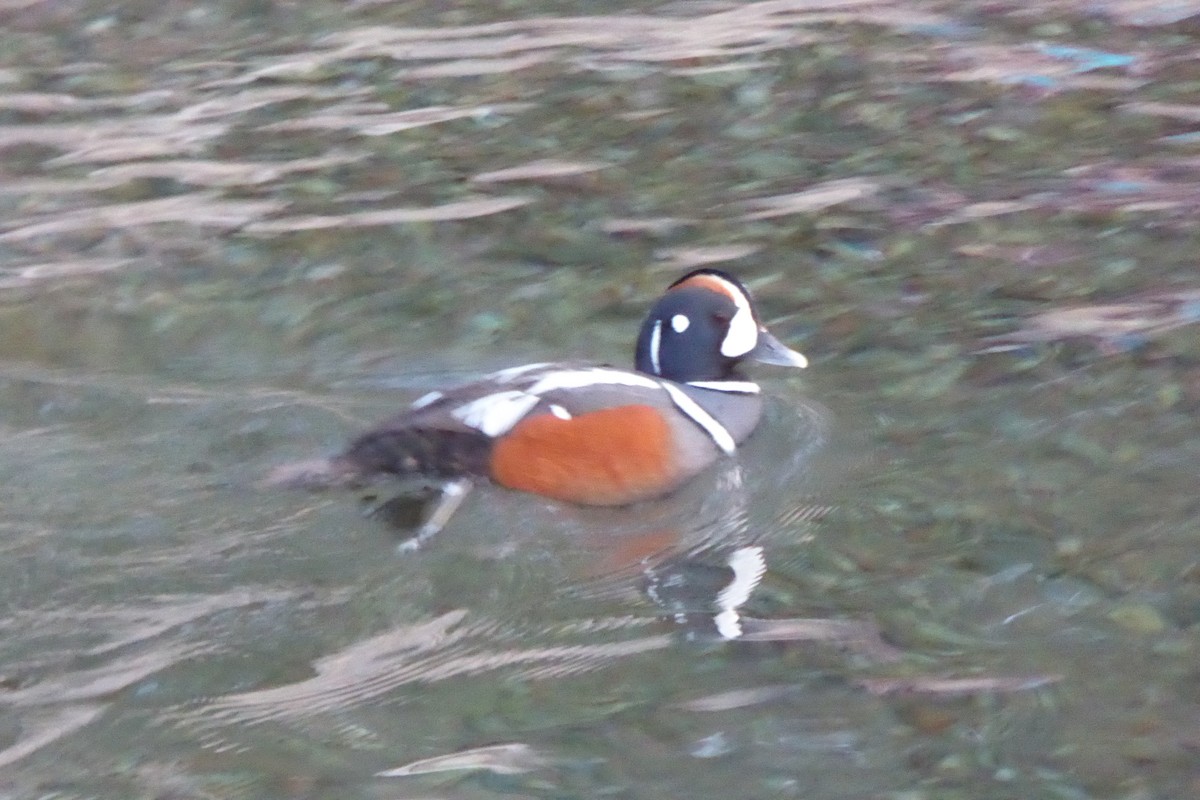 Harlequin Duck - ML544518151