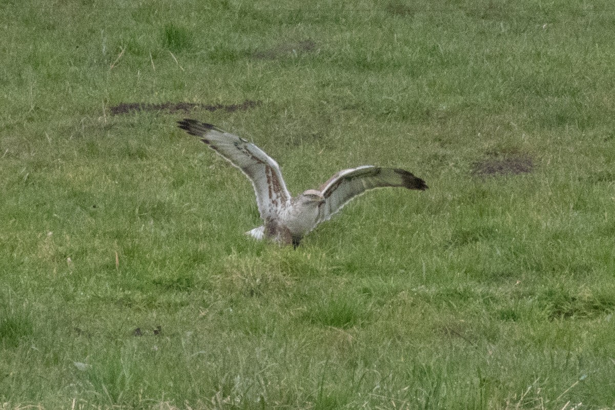 アカケアシノスリ - ML544518181