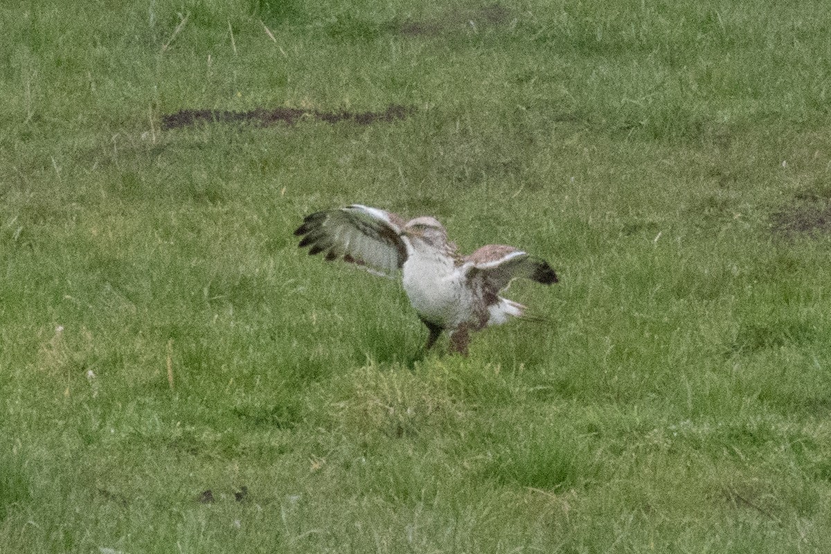 アカケアシノスリ - ML544518191