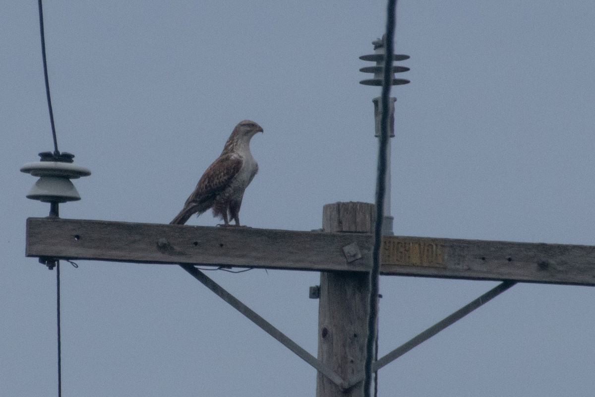 アカケアシノスリ - ML544518201