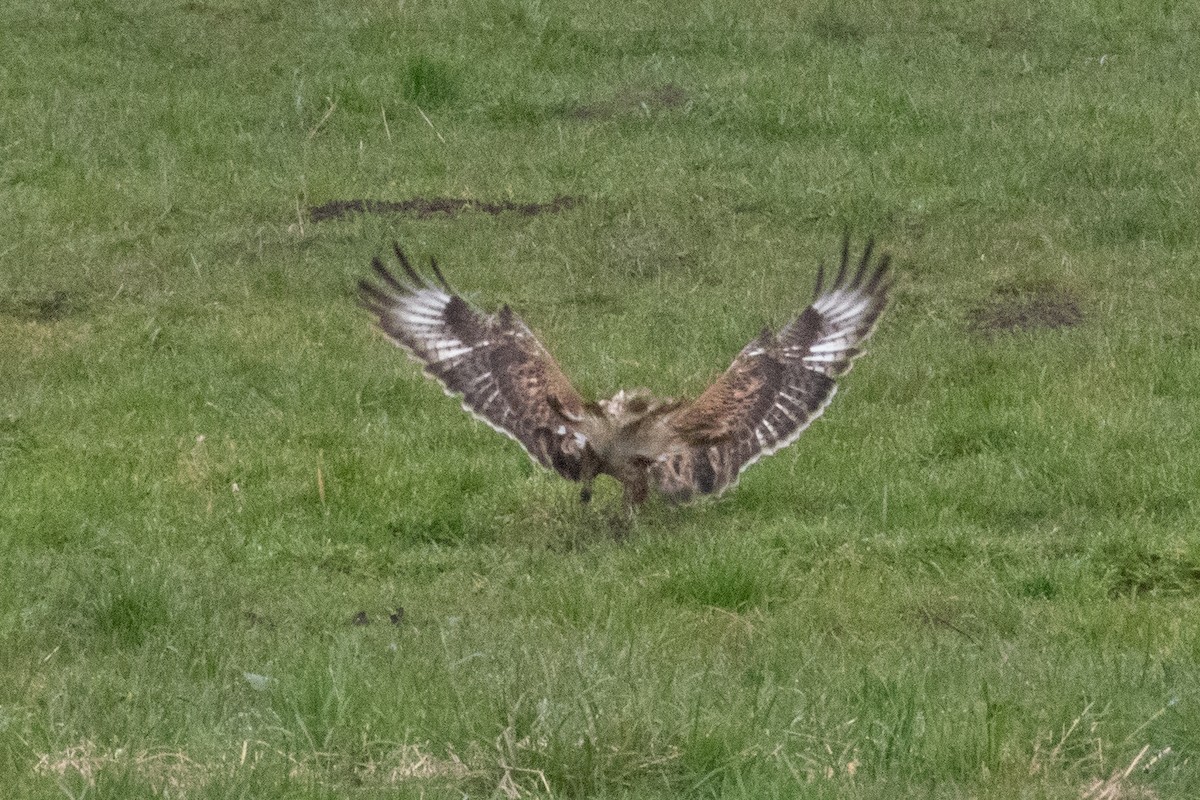 アカケアシノスリ - ML544518211