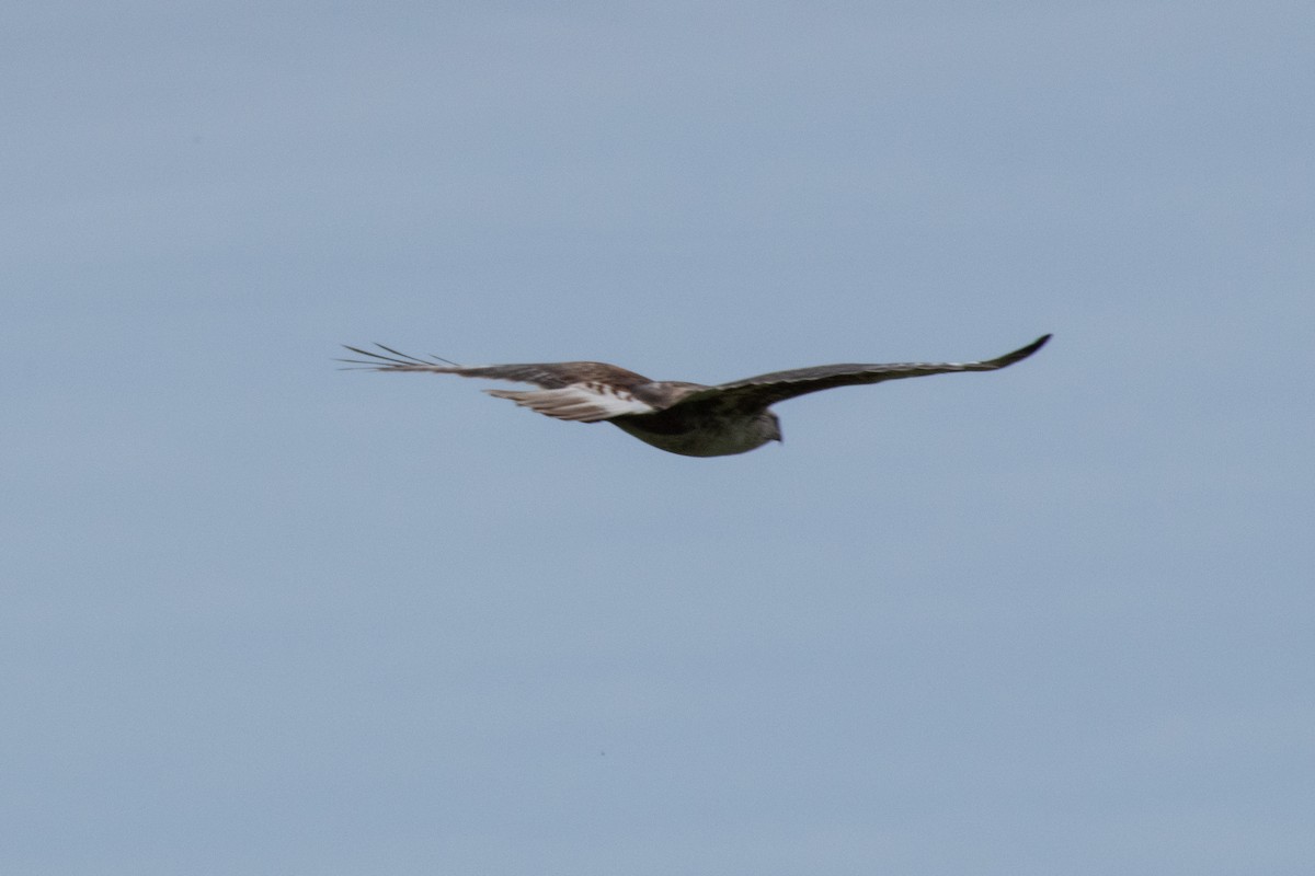 アカケアシノスリ - ML544518221