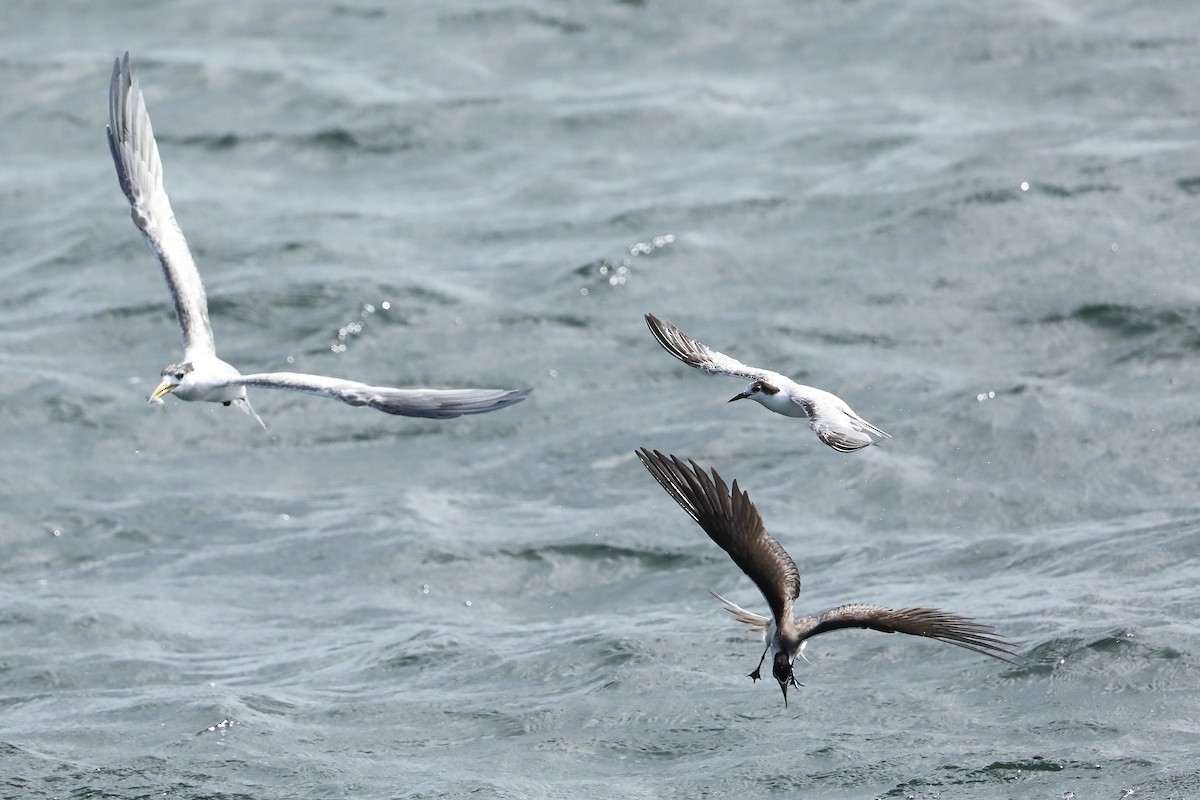 Bridled Tern - ML544519671