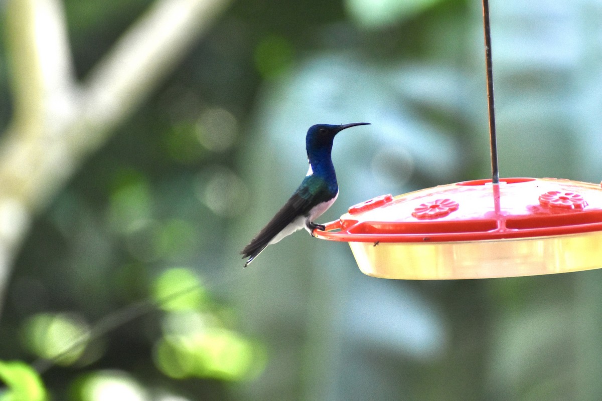 White-necked Jacobin - ML544519821