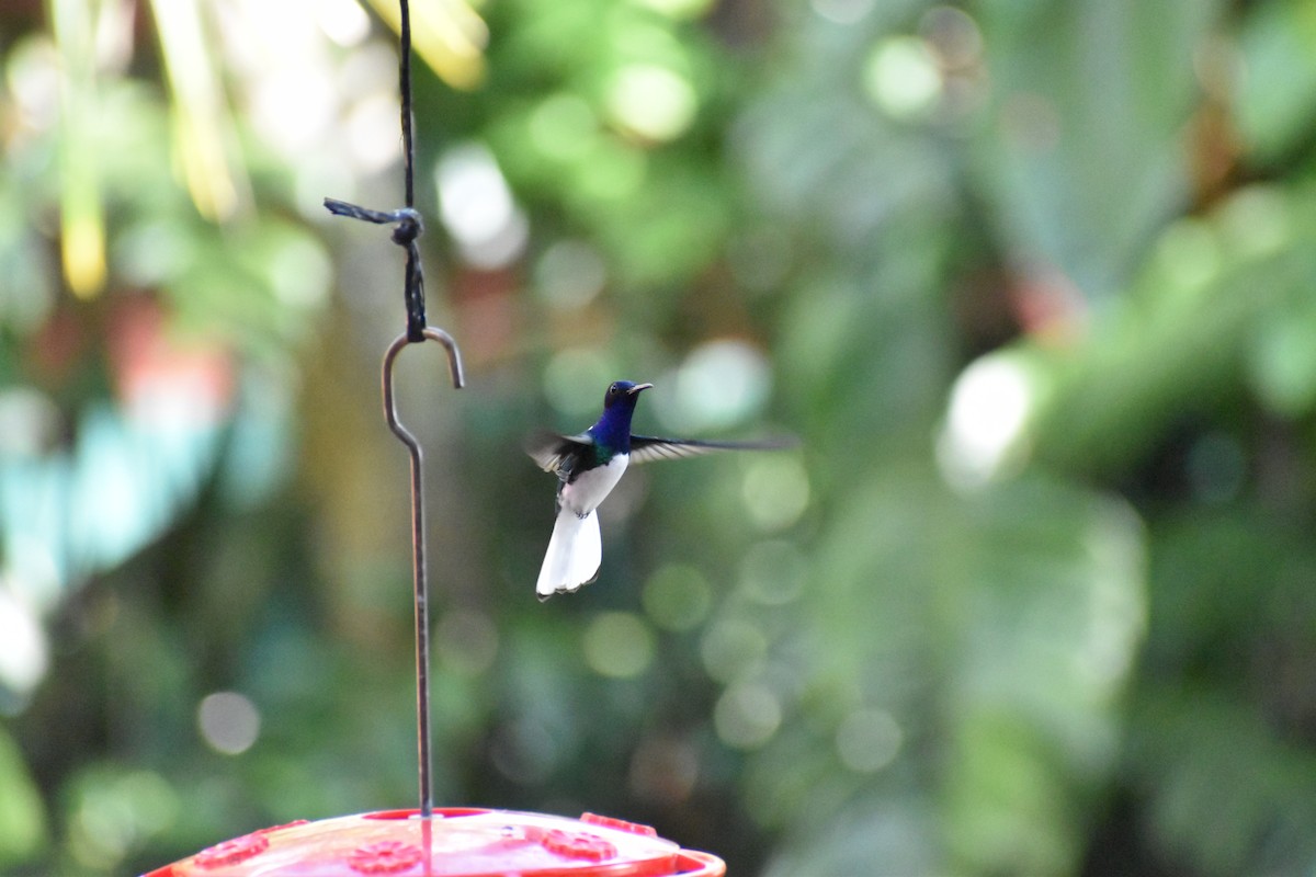 Colibrí Nuquiblanco - ML544519931