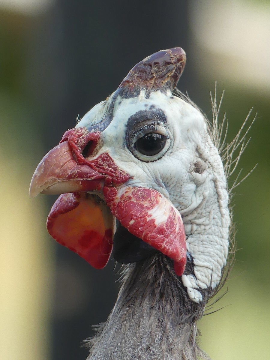 Helmeted Guineafowl (Domestic type) - Ethan A