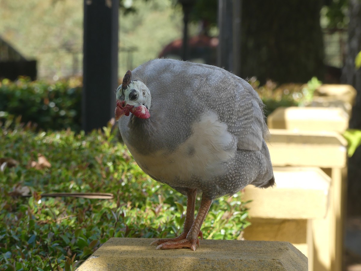 Helmeted Guineafowl (Domestic type) - ML544520331