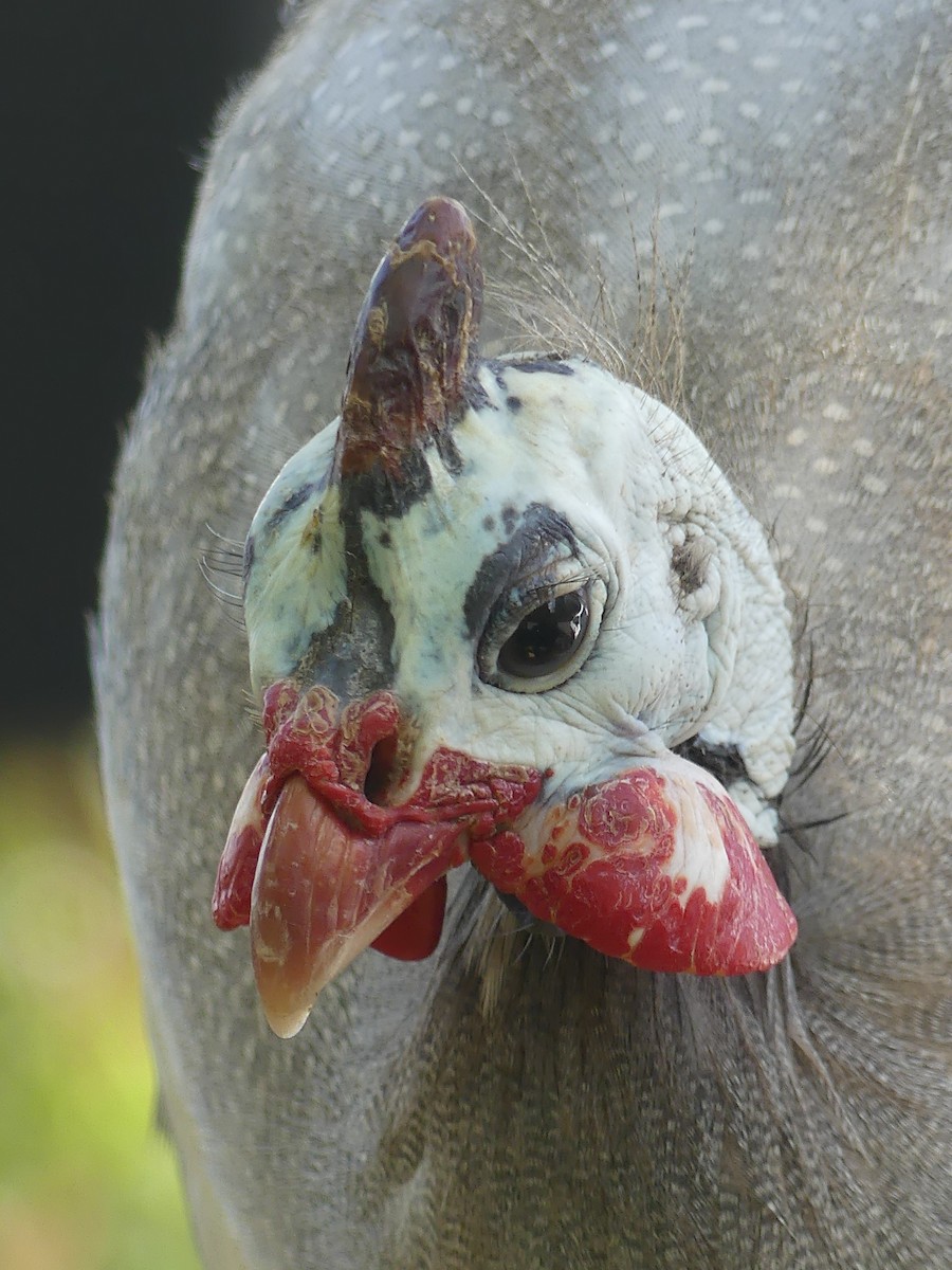 Helmeted Guineafowl (Domestic type) - ML544520361