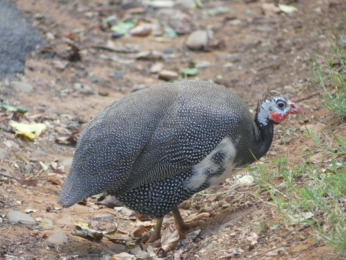 Helmeted Guineafowl (Domestic type) - ML544520401