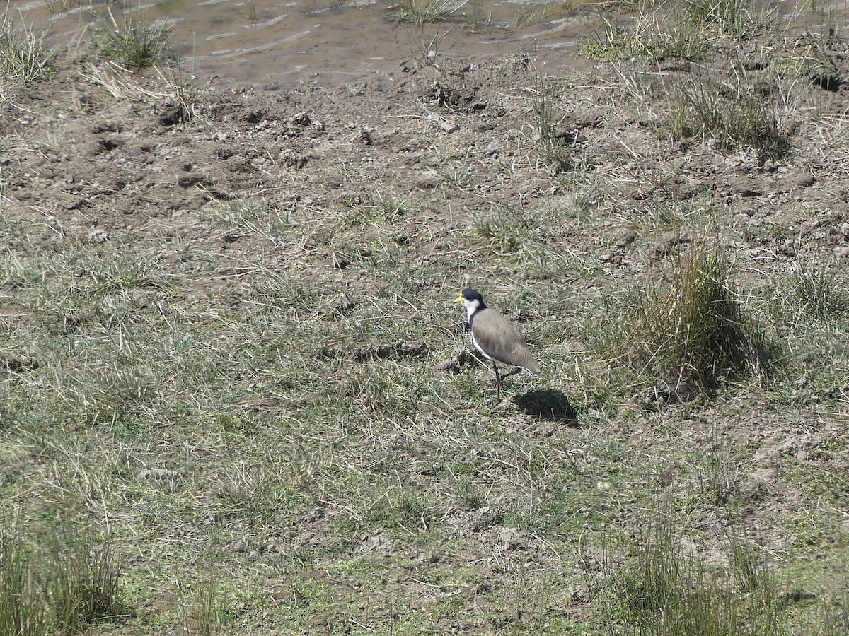 Masked Lapwing - ML544520641