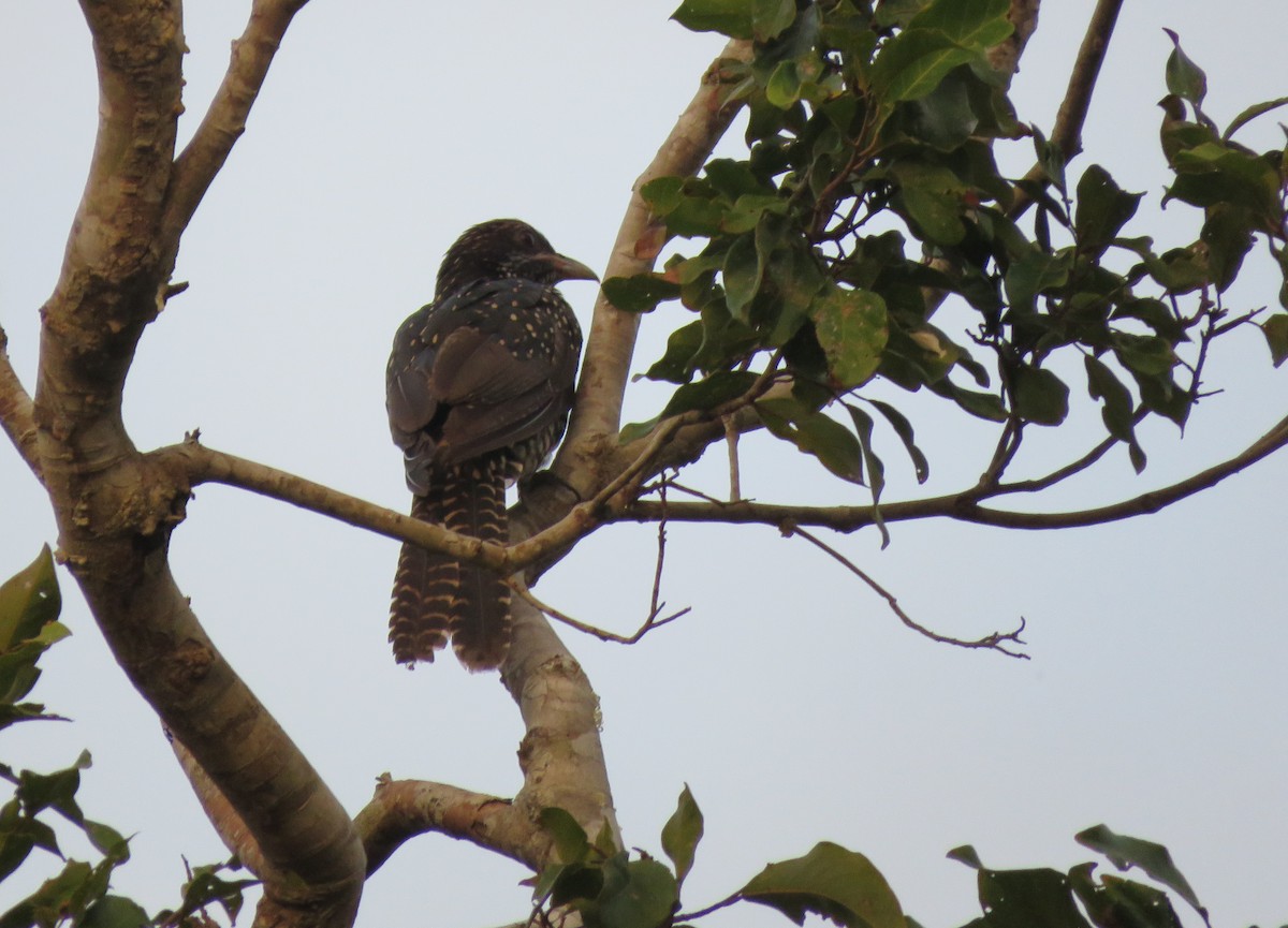 Asian Koel - Mitra Daneshvar