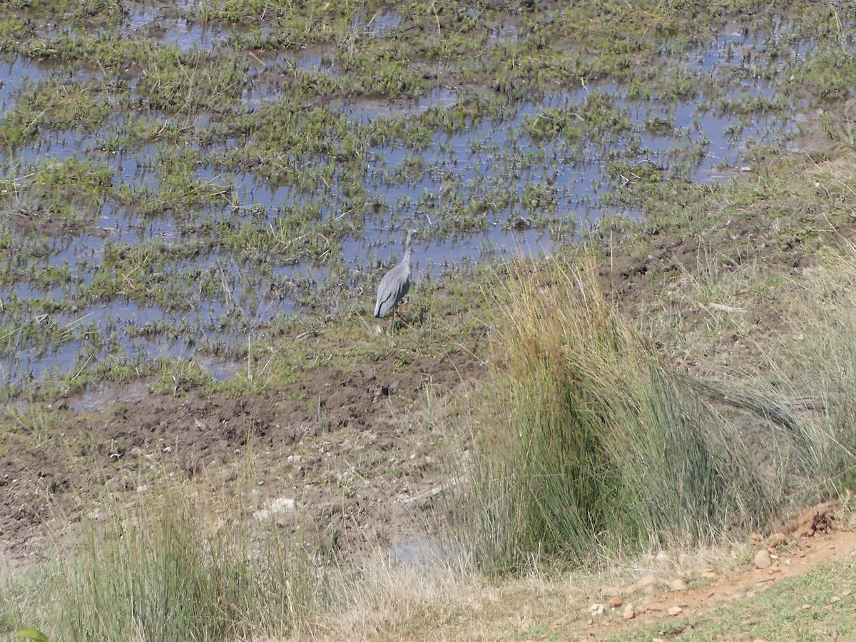 White-faced Heron - Ethan A