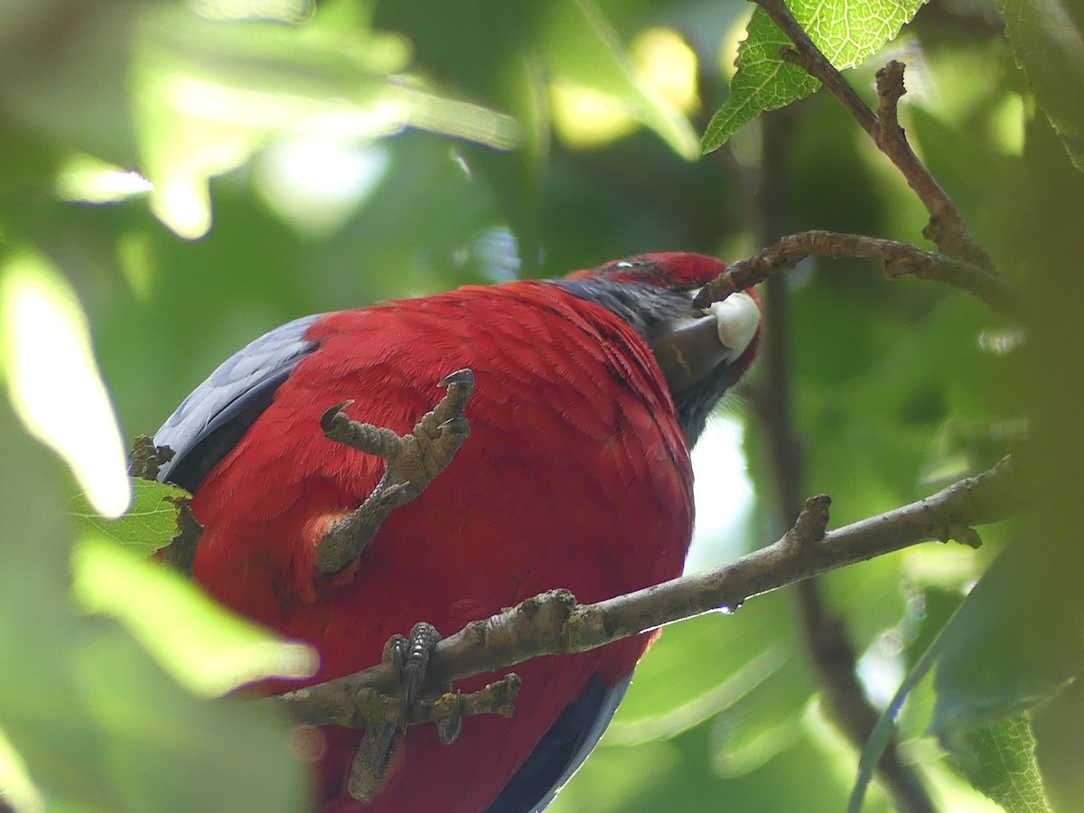 Crimson Rosella (Crimson) - ML544520851