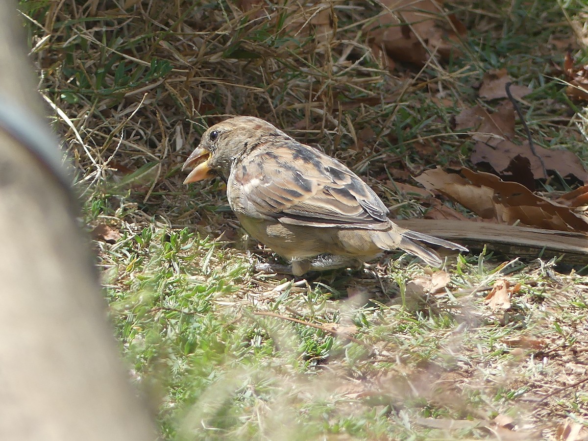 House Sparrow - Ethan A