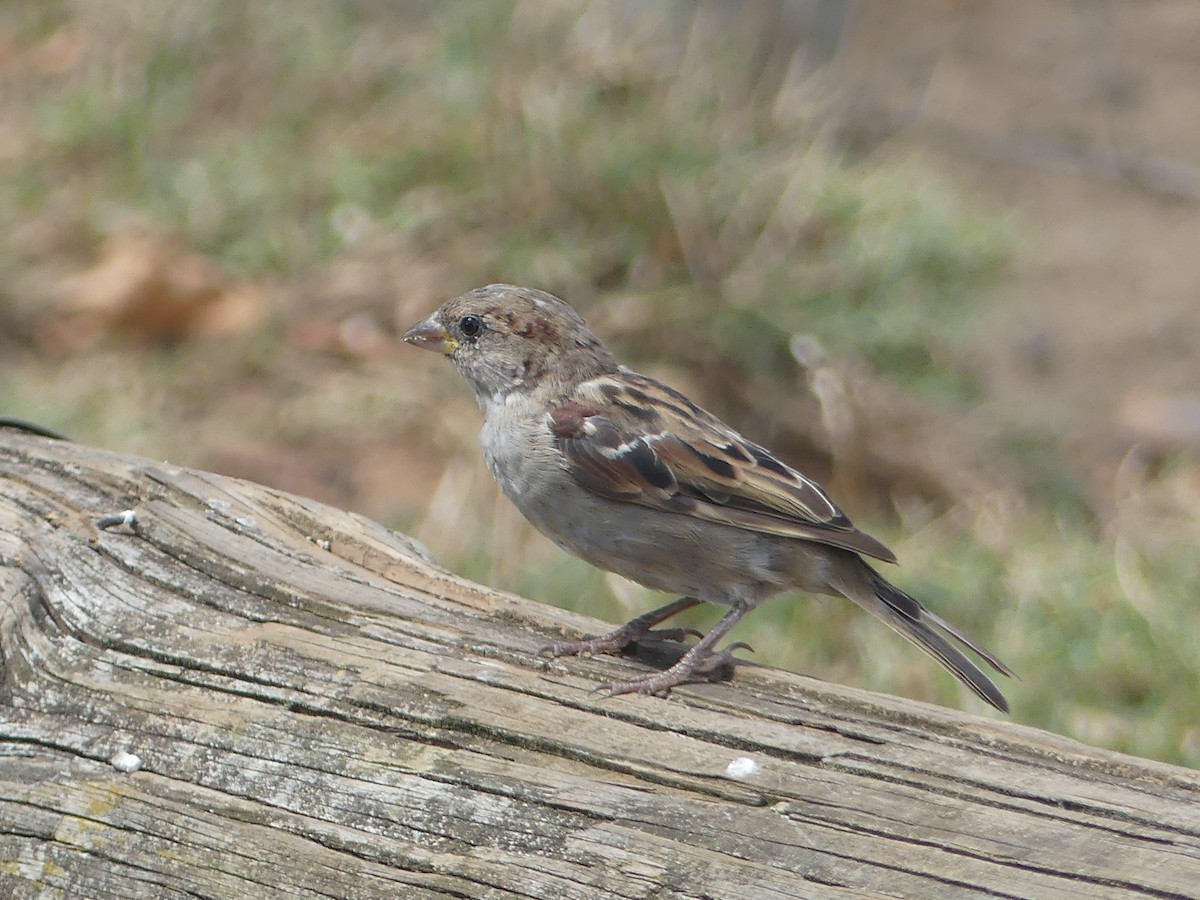 House Sparrow - ML544521041