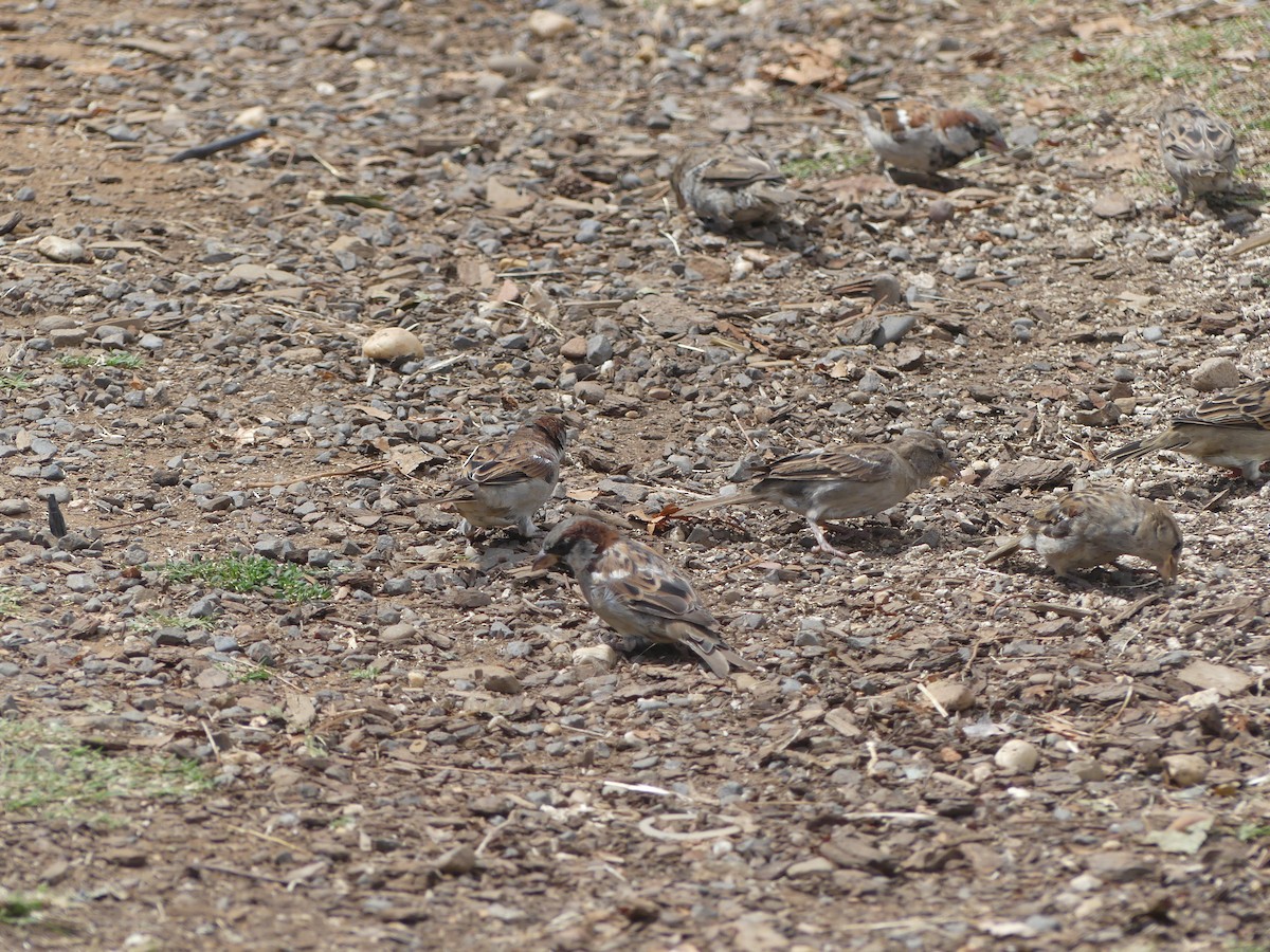 House Sparrow - Ethan A