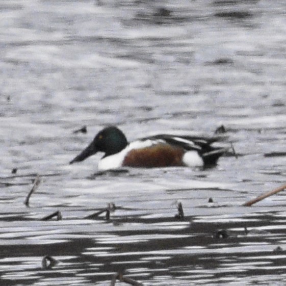 Northern Shoveler - ML544521361