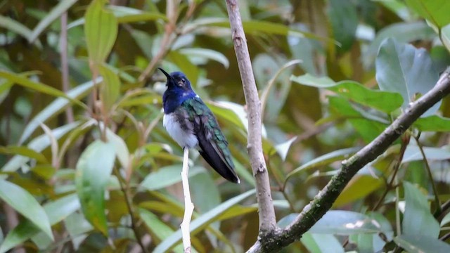 White-necked Jacobin - ML544521681