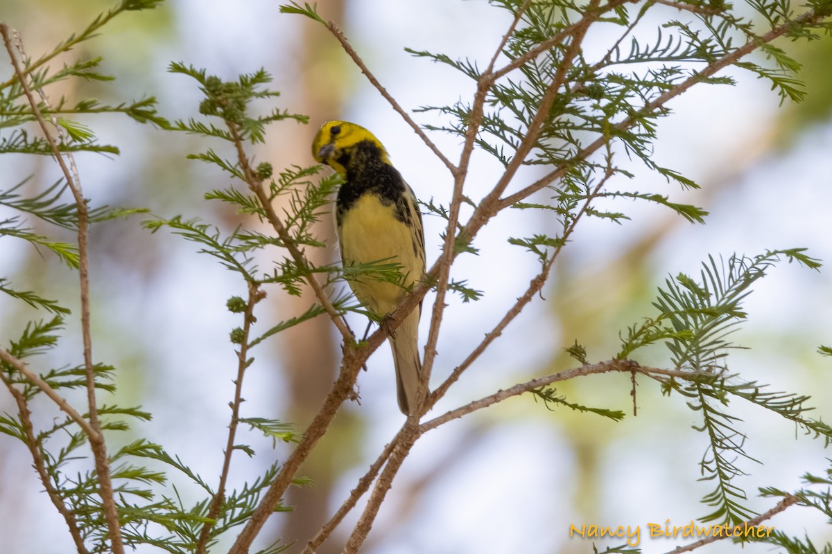 Black-throated Green Warbler - Nancy Fernández