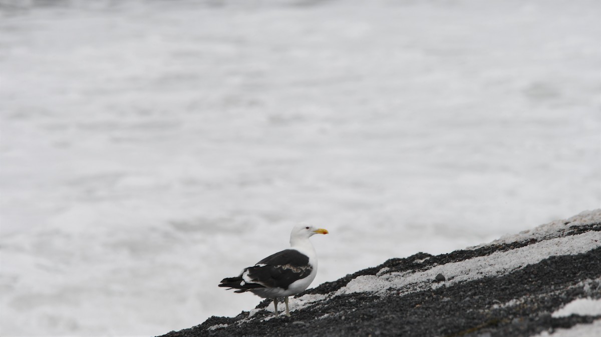 Kelp Gull - ML544523291