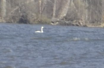 Tundra Swan - ML544523741