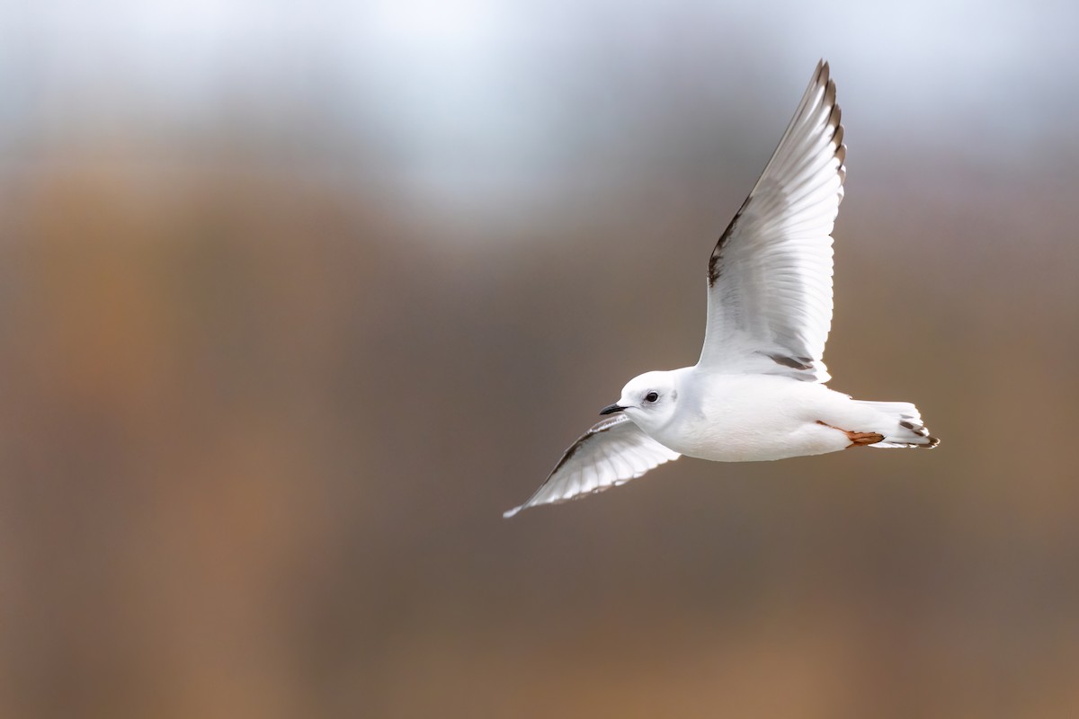 Ross's Gull - Matt Zuro