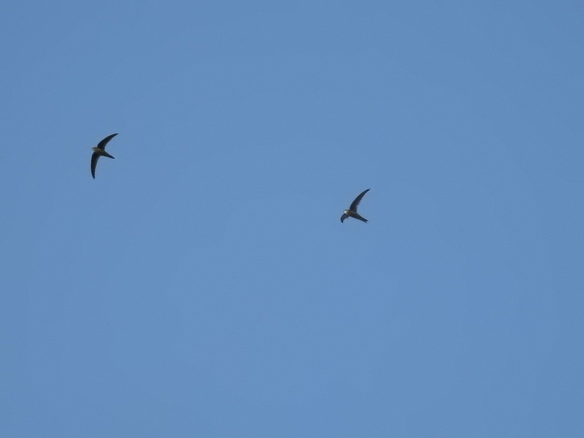 Asian Palm Swift - ML544524241