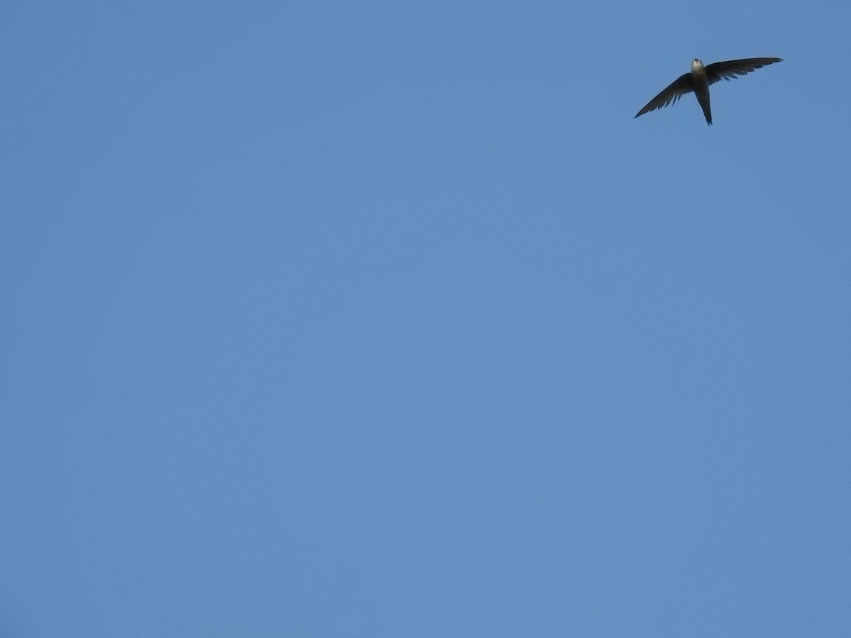 Asian Palm Swift - ML544524611