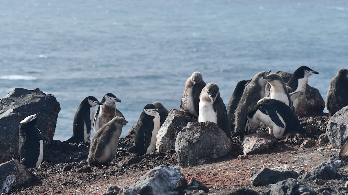 Chinstrap Penguin - ML544524741