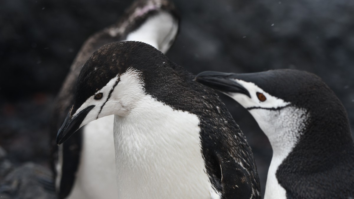 Chinstrap Penguin - ML544524821