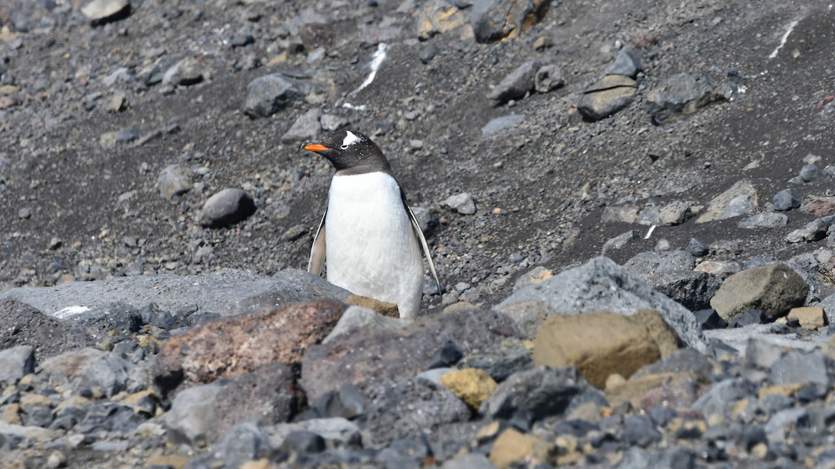 Gentoo Penguin - ML544525101