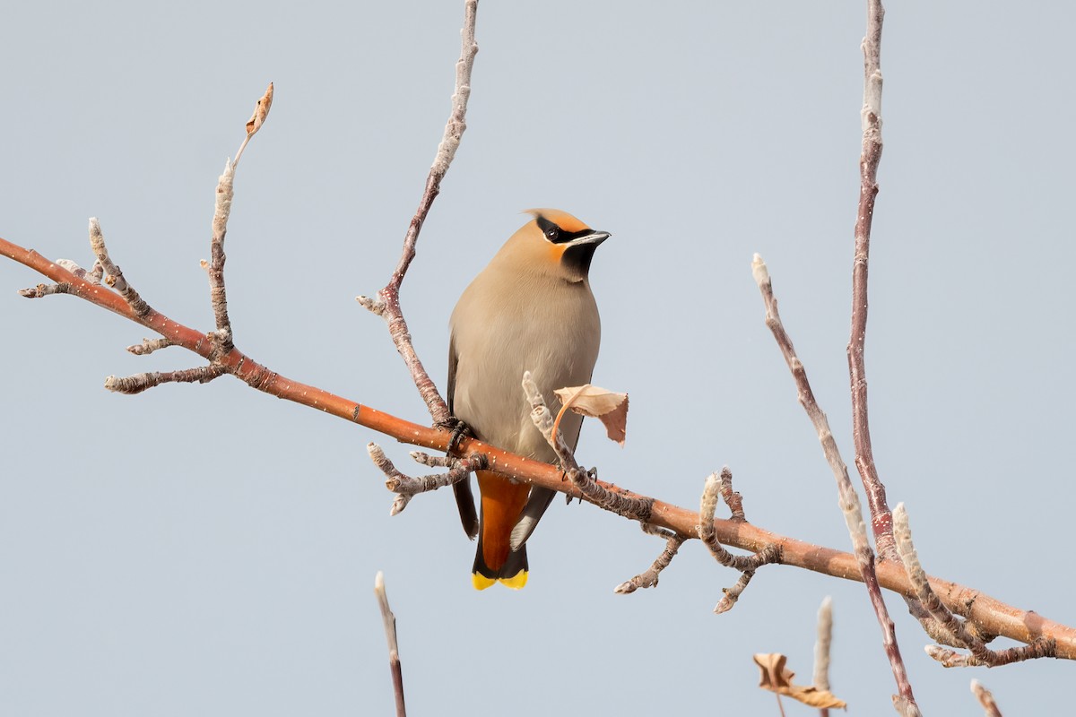 Bohemian Waxwing - ML544525291