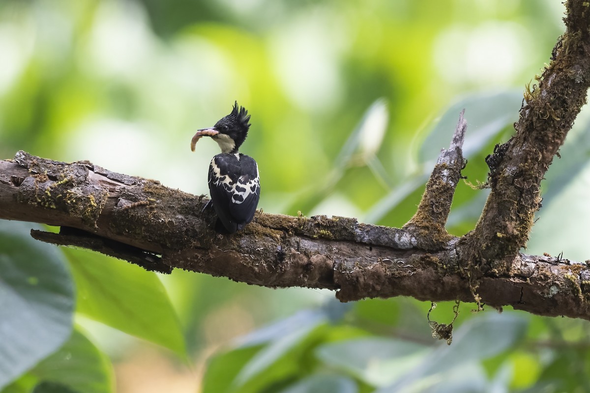 Heart-spotted Woodpecker - Debankur  Biswas