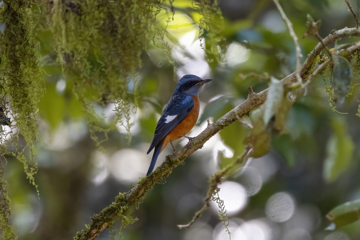 Blue-capped Rock-Thrush - ML544525481