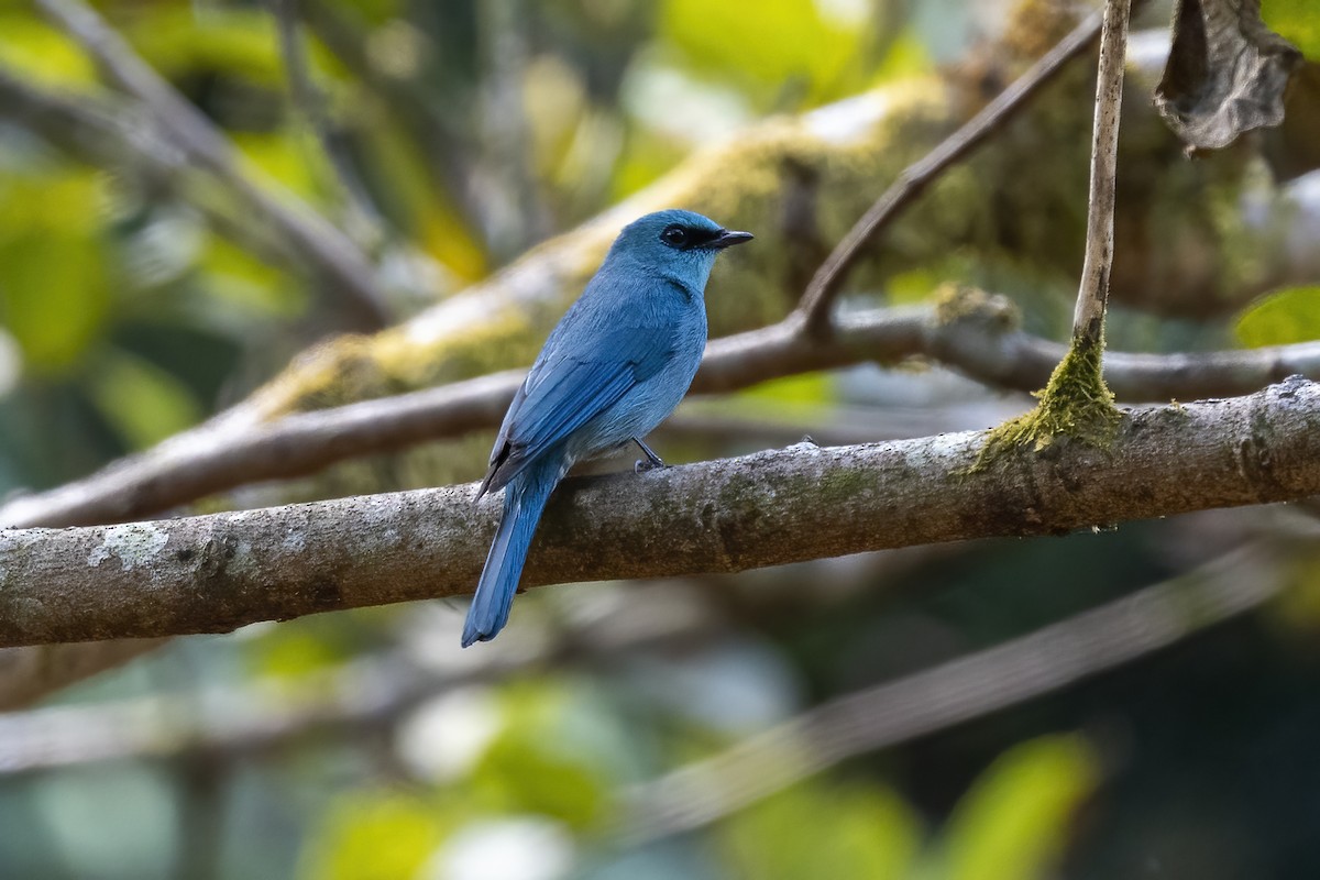 Verditer Flycatcher - ML544525501