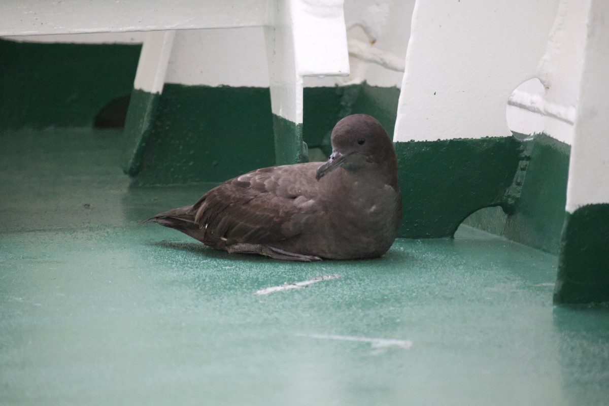 Sooty Shearwater - Lisa Davis