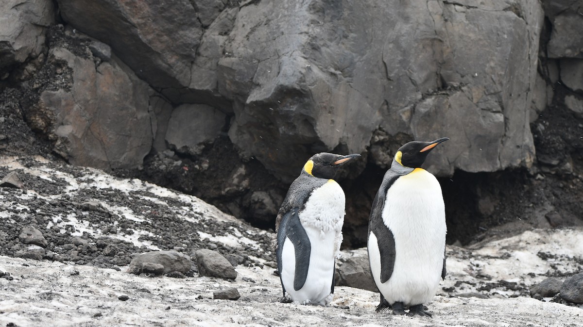 King Penguin - ML544525711