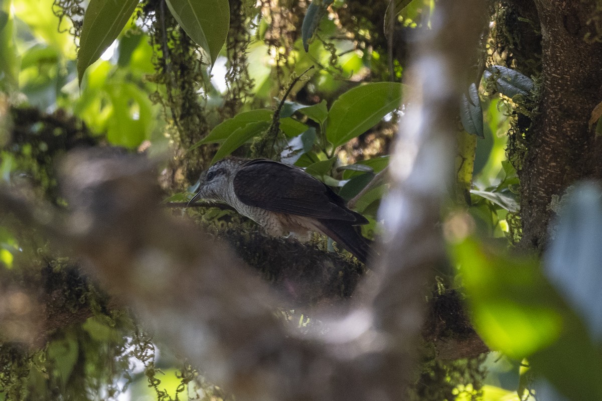 Banded Bay Cuckoo - Debankur  Biswas