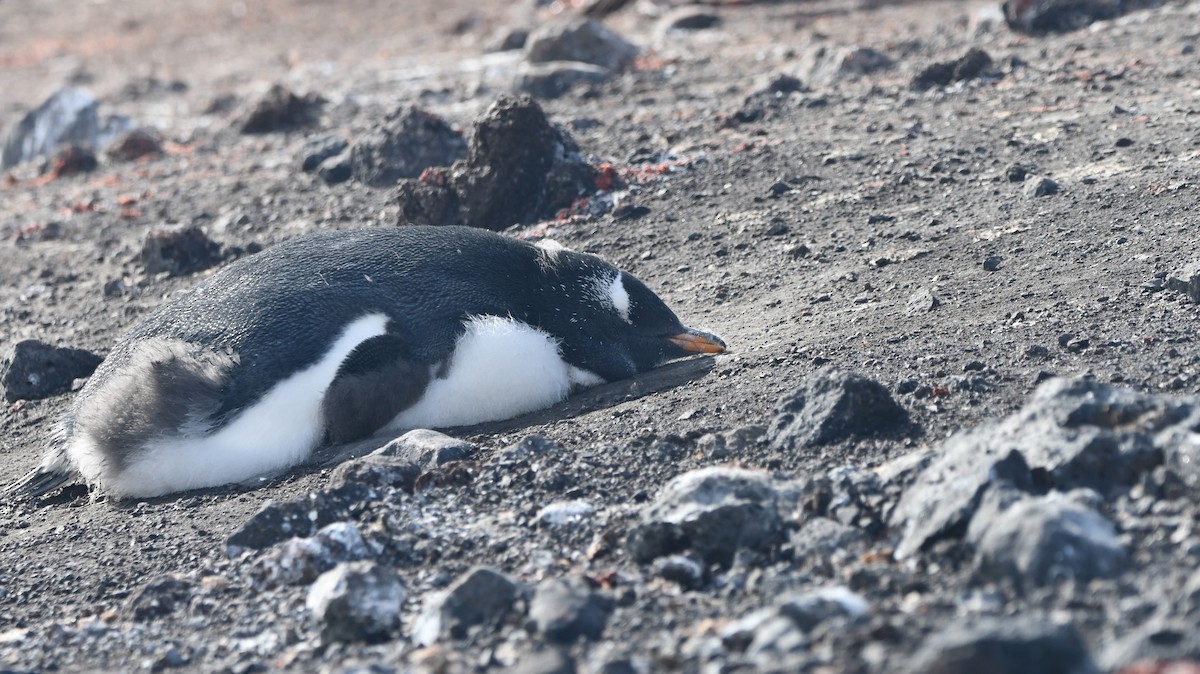 Gentoo Penguin - Mike Crownover