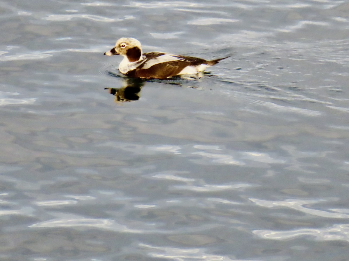 Long-tailed Duck - ML544525801