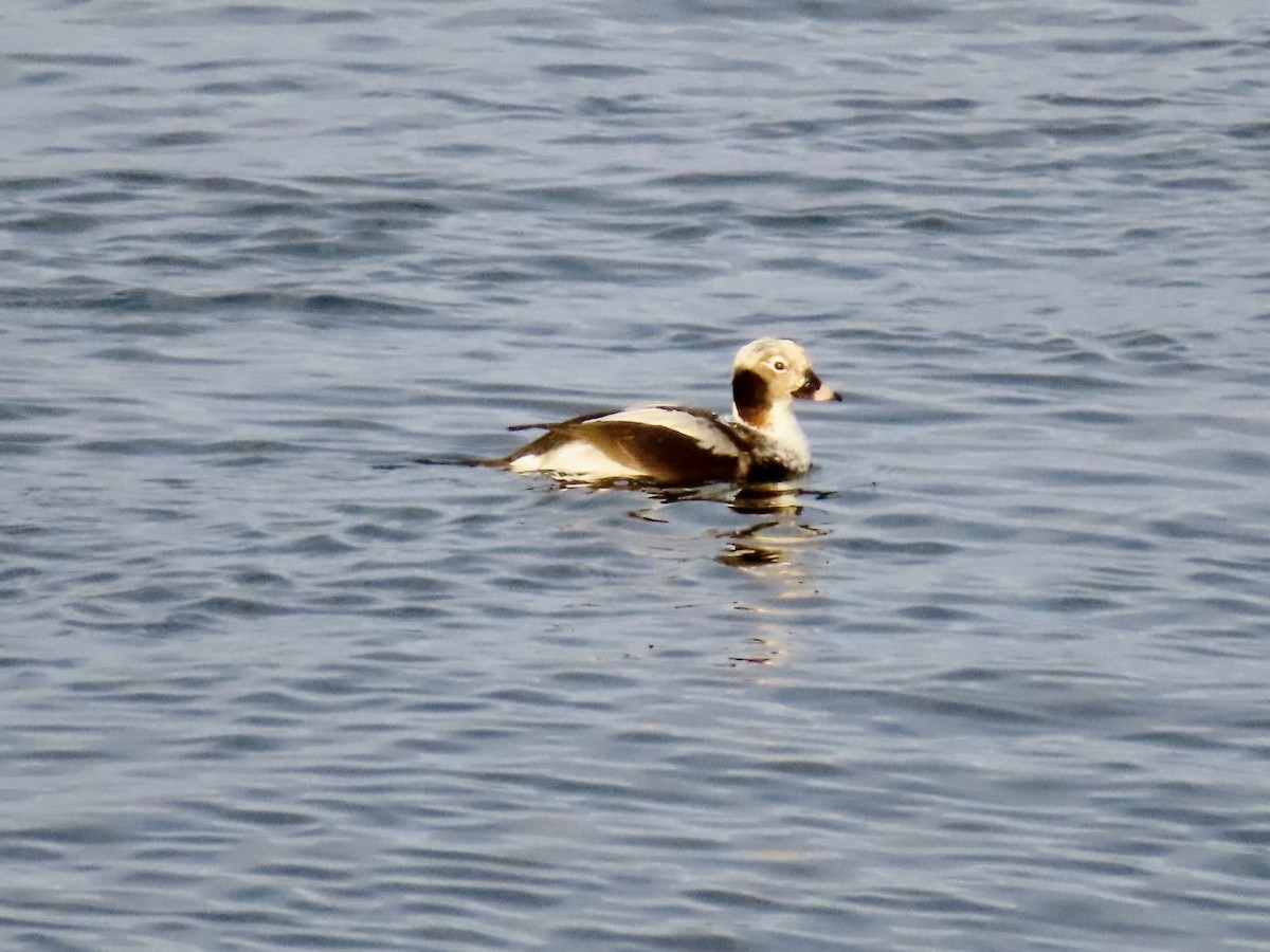 Long-tailed Duck - ML544525811