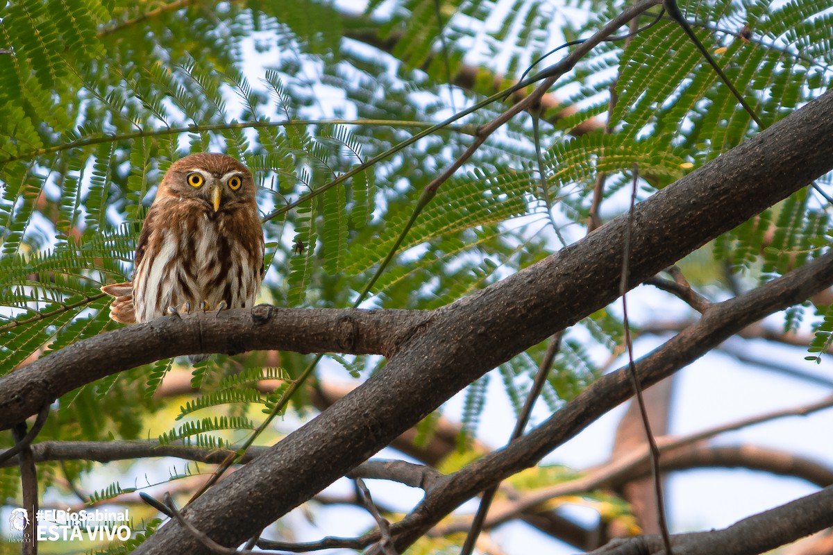 Ferruginous Pygmy-Owl - ML544525911