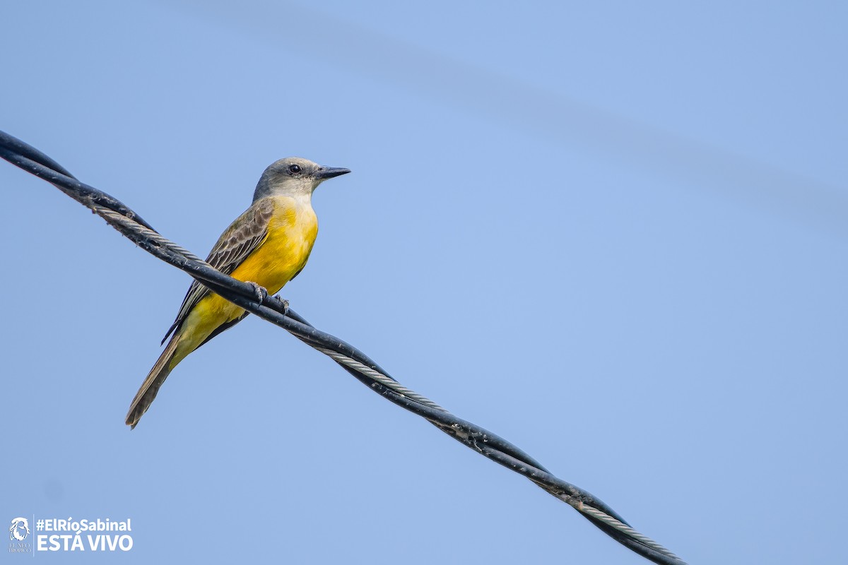 Tropical Kingbird - Daniel Pineda Vera