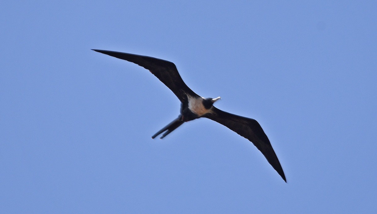 Lesser Frigatebird - ML544529771