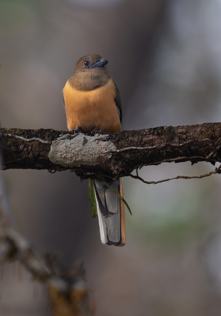 Malabar Trogon - ML544530311
